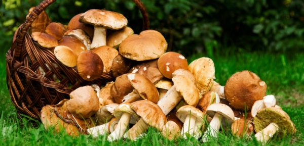 2016 11 03 trucs astuces intoxication champignons 600x289 - Champignon : une culture aux enjeux économiques et sanitaires importants