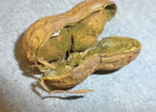 aflatoxine bon 516x370 - Alimentation : attention aux aflatoxines !