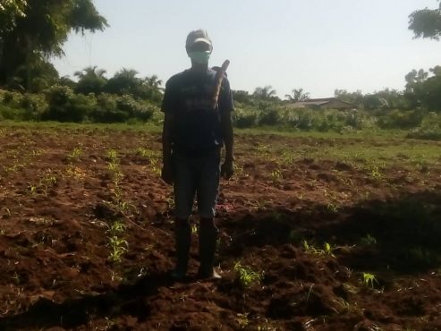 Paysan Togoville 493x370 - Pluie ce lundi : le soulagement des paysans