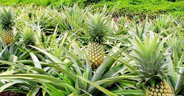 Ananas 600x315 - Togo : ananas, une filière en expansion  