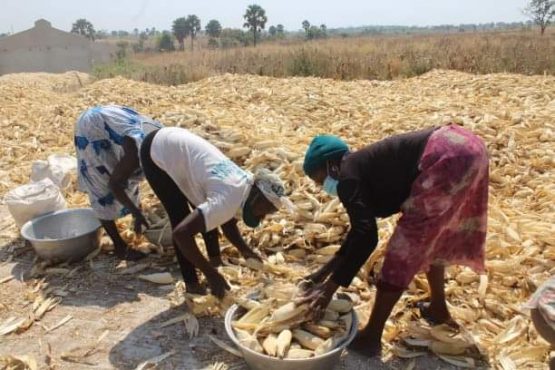 Production agricole 555x370 - Togo : une production agricole en nette progression