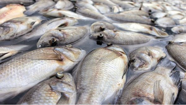 Poissons mort Todman 600x338 - Une importante quantité de poissons morts découverts dans le bassin de rétention d’eau de Todman