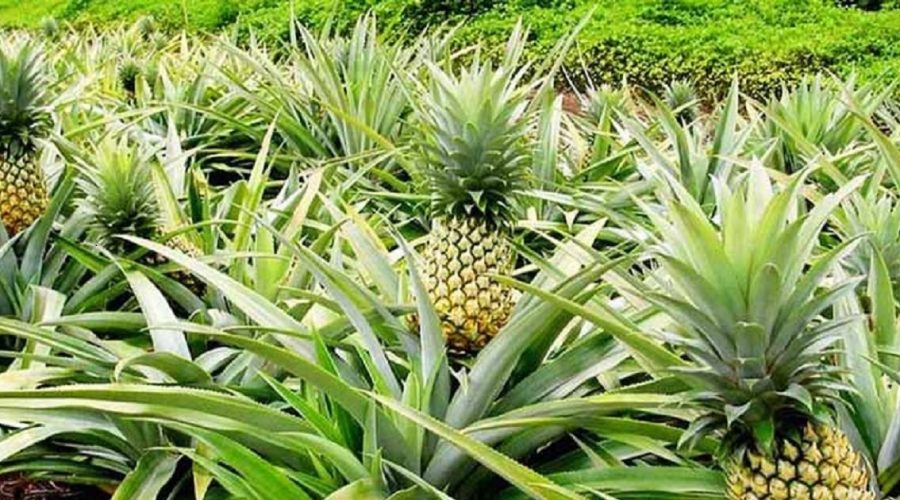 Ananas