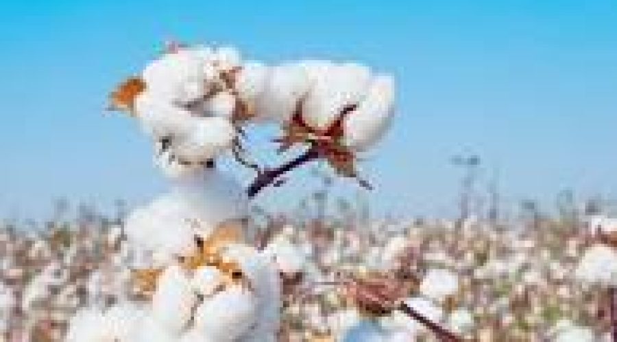 Coton