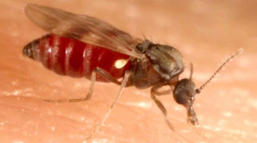 culicoides-obsoletus