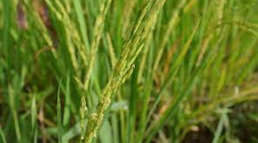 Filière riz